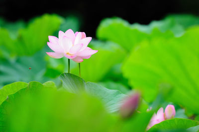 Close-up of pink water lily