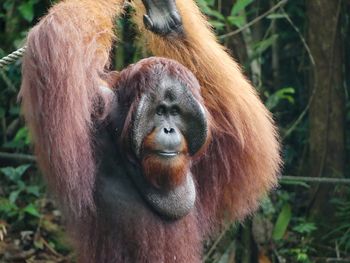 Close-up of a monkey