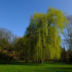 Scenic view of grassy field against blue sky