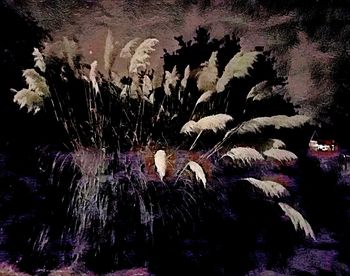 Close-up of caterpillar on tree at night