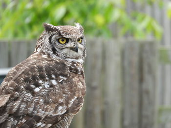 Close-up of owl perching on wood