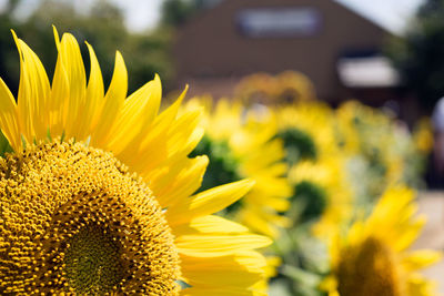 Close-up of sunflower blooming outdoors