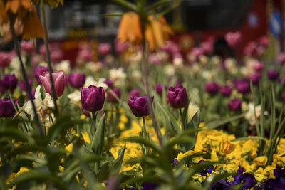 Close-up of pink tulips on field