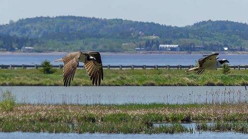 View of bird flying over lake