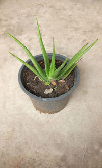 High angle view of potted plant