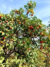 Low angle view of orange fruits on tree