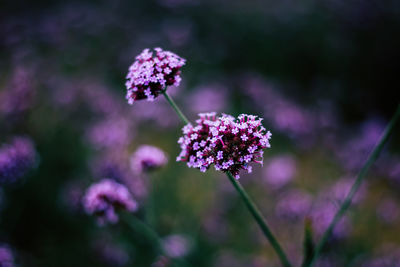 Close-up of purple flowering plant