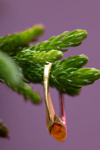 Close-up of plant