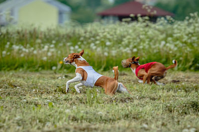 Basenji dogs in red and white shirts running and chasing lure in the field on coursing competition