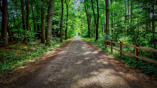 Road amidst trees in forest