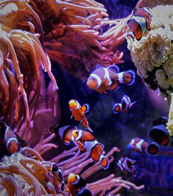 Clown fishes swimming in tank by corals seen from glass