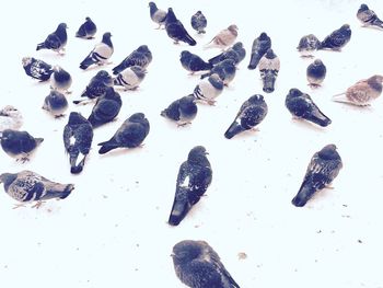 Close-up of shells
