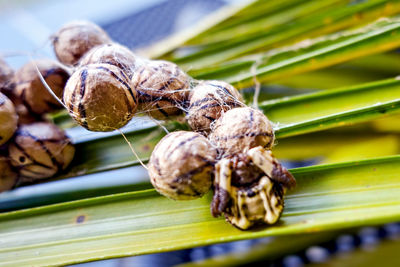 Close-up of insect on plant