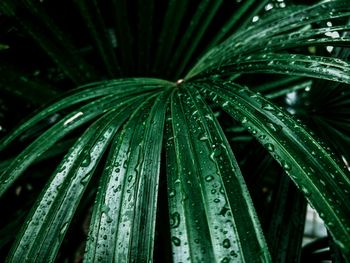 Close-up of wet plant