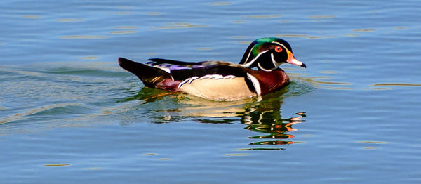 Duck swimming in lake