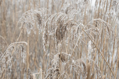 Close-up of plants growing on field