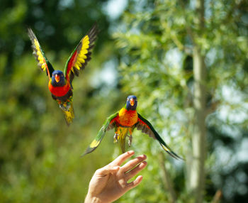 Rainbow lorikeets flying over hand against trees