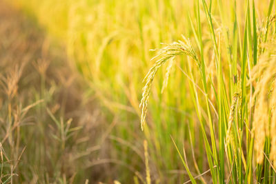 Close-up of wheat growing on field