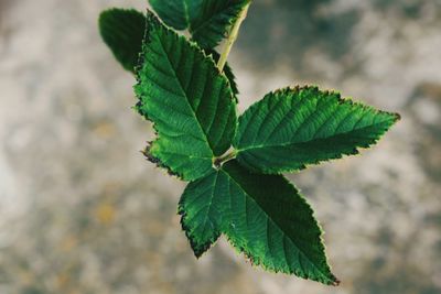 Close-up of plant