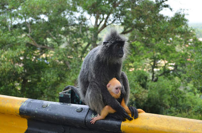 Monkey sitting on a tree