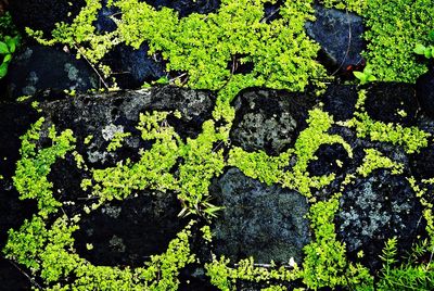 Plants growing on tree trunk