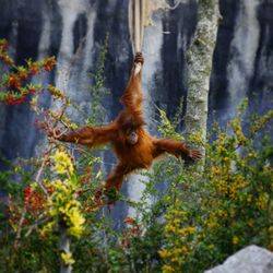 Monkey in a forest