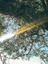 Low angle view of trees against sky