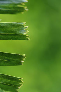 Close-up of fresh green plant