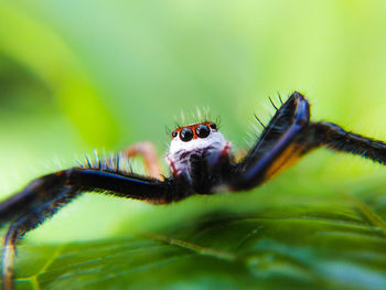 Close-up of spider