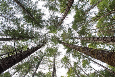 Low angle view of trees growing against sky