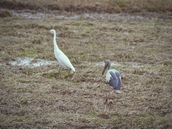 Birds perching on a land