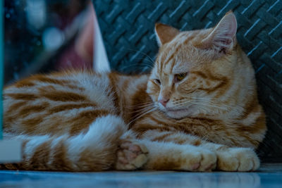 Close-up of a sleeping cat