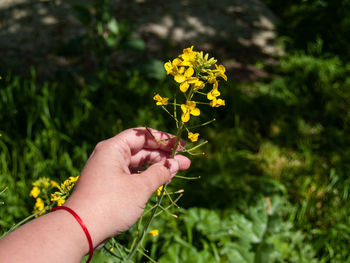 Close-up of hand holding yellow flower over field
