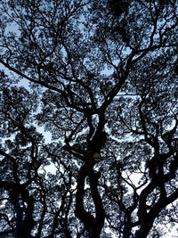 Low angle view of tree against sky