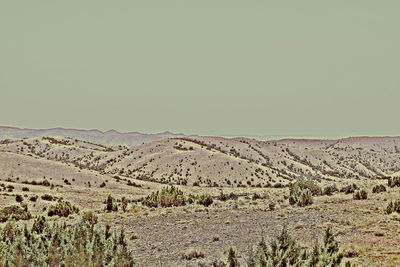 Scenic view of field against clear sky