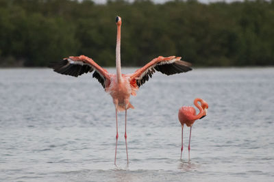 Birds flying over lake