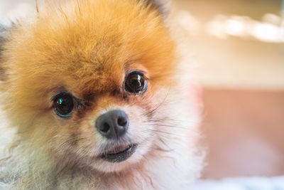 Close-up portrait of dog at home