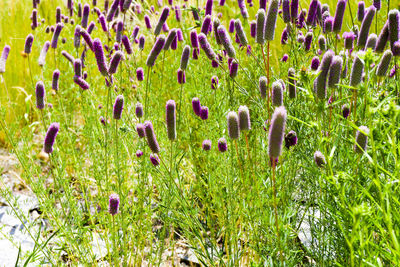 High angle view of purple flowering plants on field