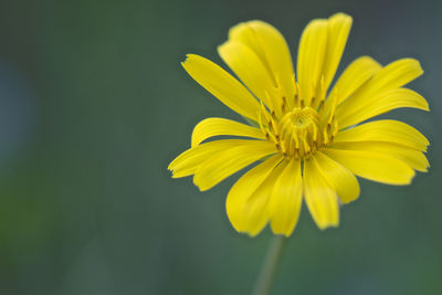 Close-up of yellow flower