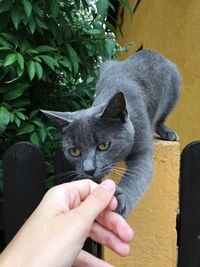 Close-up of hand holding cat