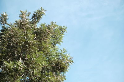 Low angle view of tree against sky