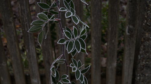 Close-up of tree branch in forest