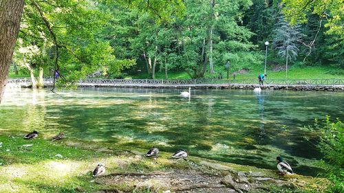 Scenic view of river by trees
