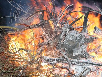 View of fire in forest