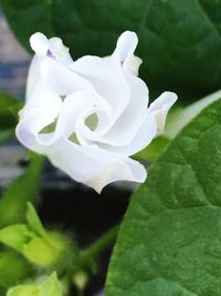 Close-up of white rose blooming outdoors