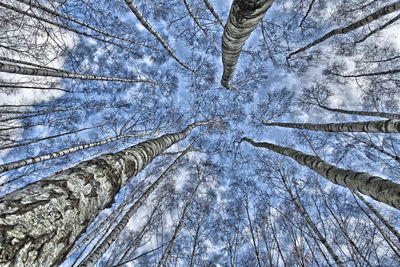 Low angle view of tree against sky