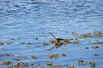 High angle view of birds on lake