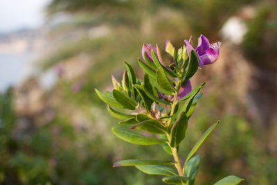 Close-up of flower blooming outdoors