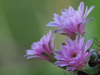 Close-up of purple flowering plant