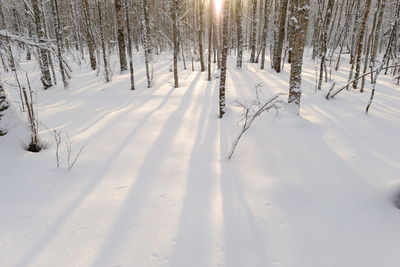 Shadows on the snow cover in a winter birch forest in the morning at sunrise